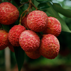 Całe opakowanie Liczi Matcha Zestaw 7 sztuk